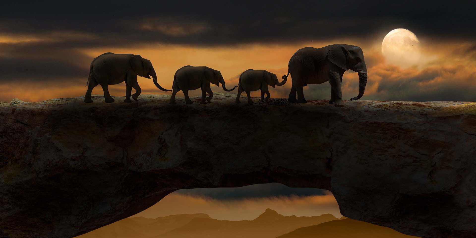 9 Ways to protect the animals & wildlife