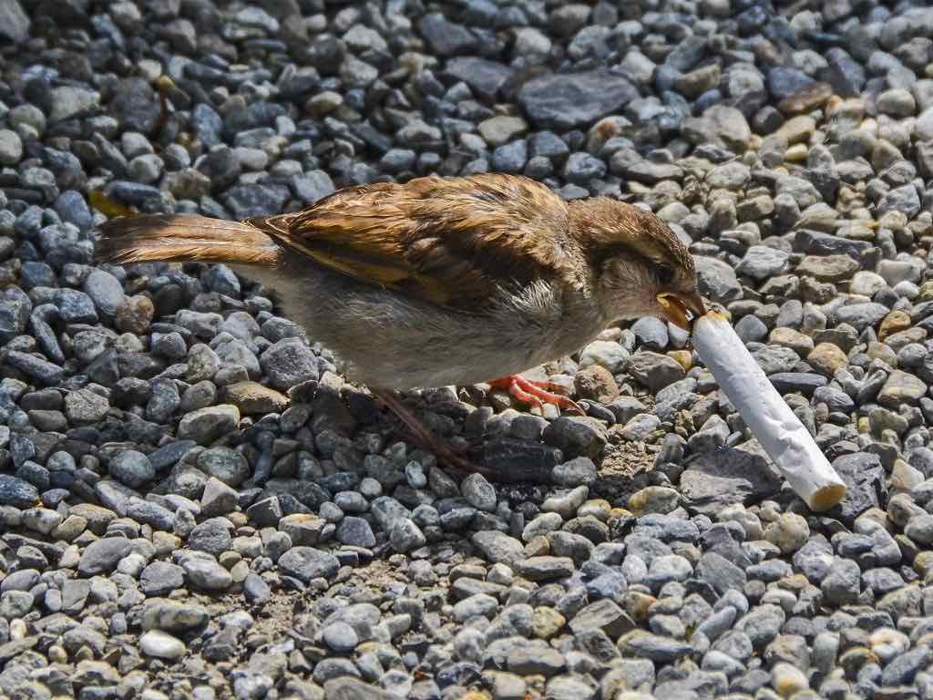 Cigarette butt pollution: an environmental and health crisis