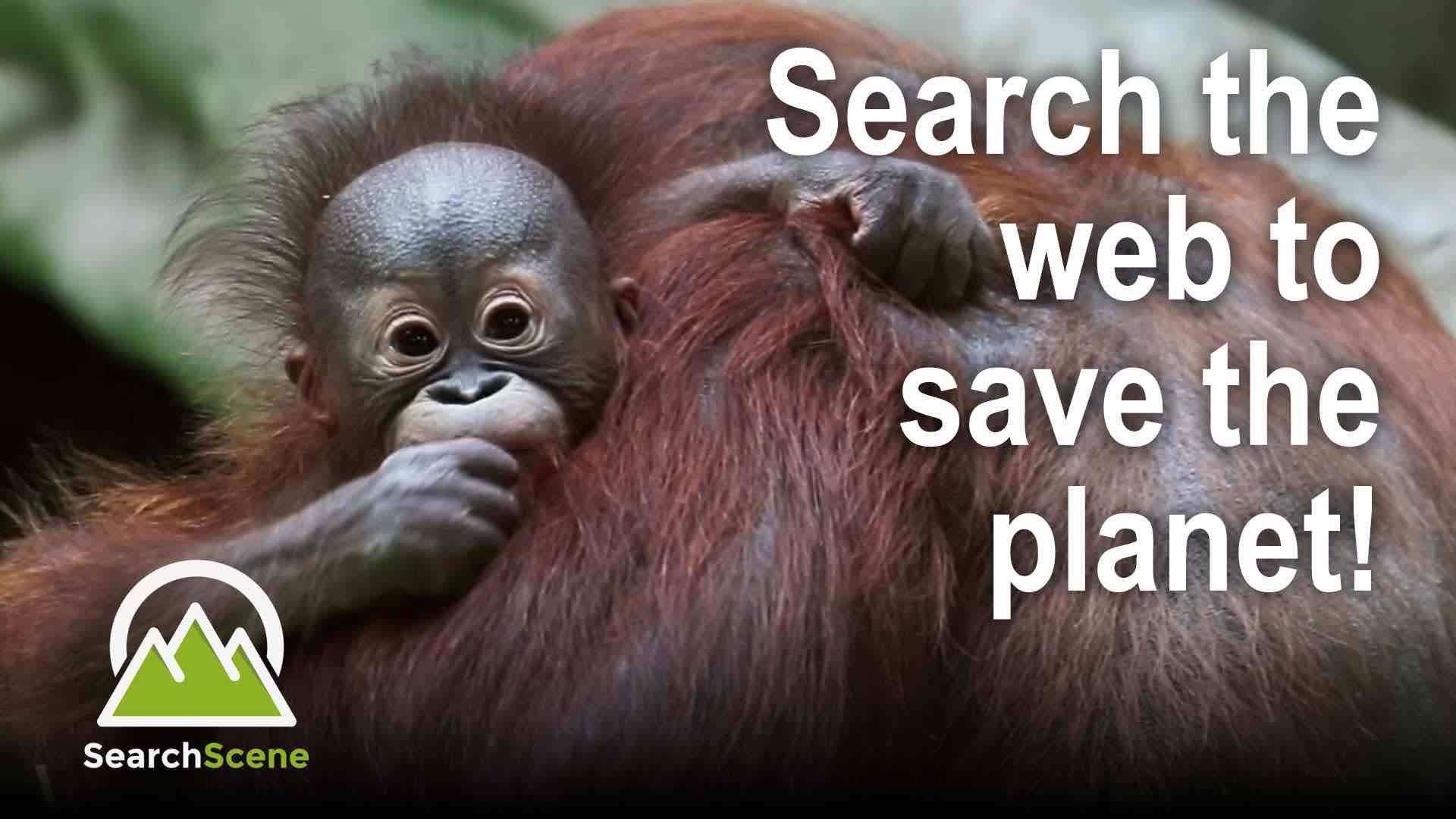 Search Scene: A charitable search engine that donates 95% of its profits