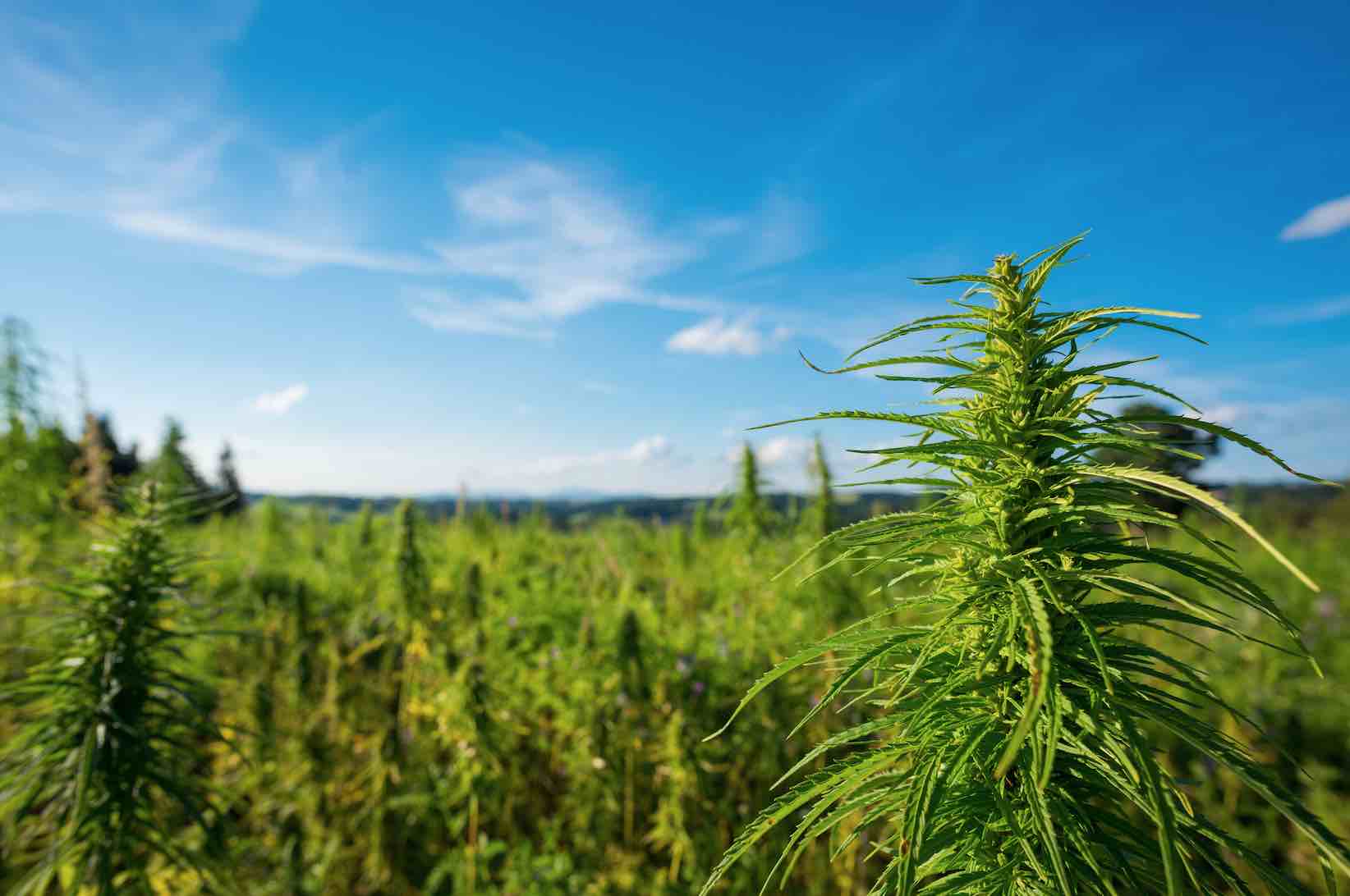 Cotton Vs hemp: Which is a better alternative?