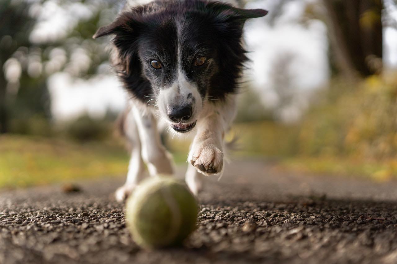 5 DIY dog toys ideas made out of recycled old materials
