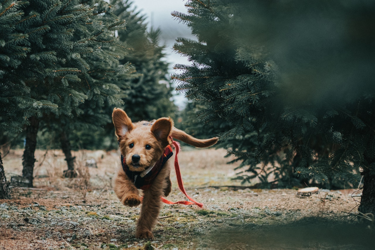 Getting a puppy started on a healthy and sustainable lifestyle