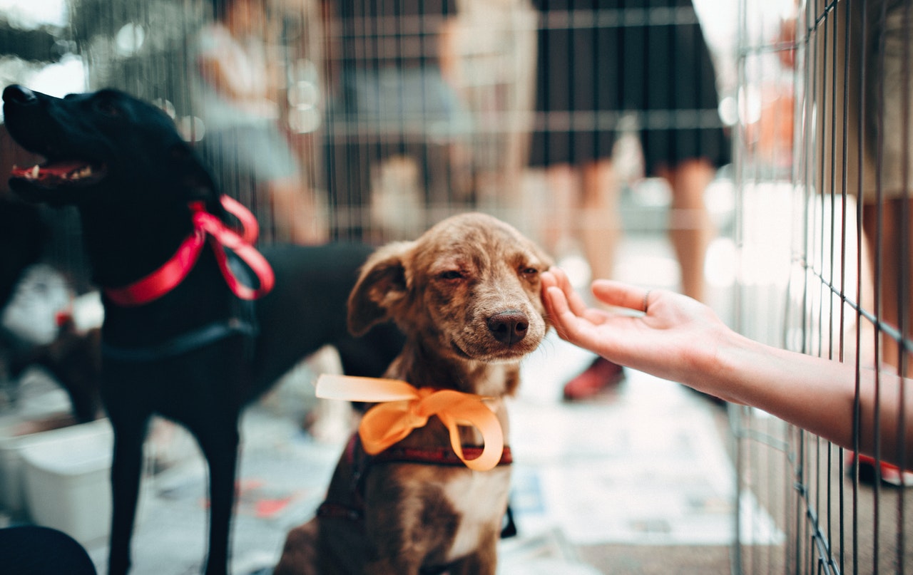 Getting a puppy started on a healthy and sustainable lifestyle