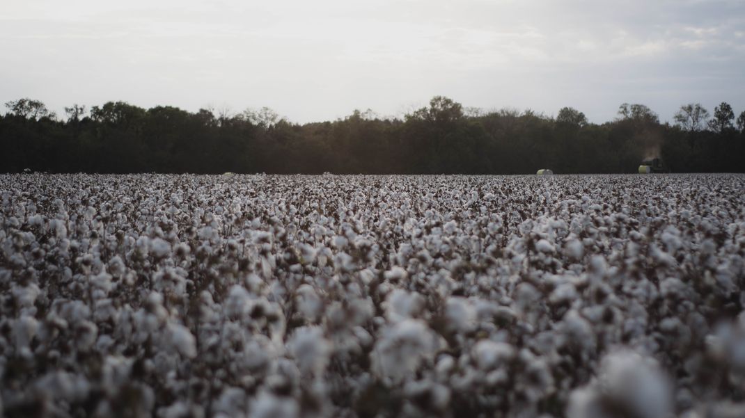Story of a T-Shirt: the environmental & social impact of a tee