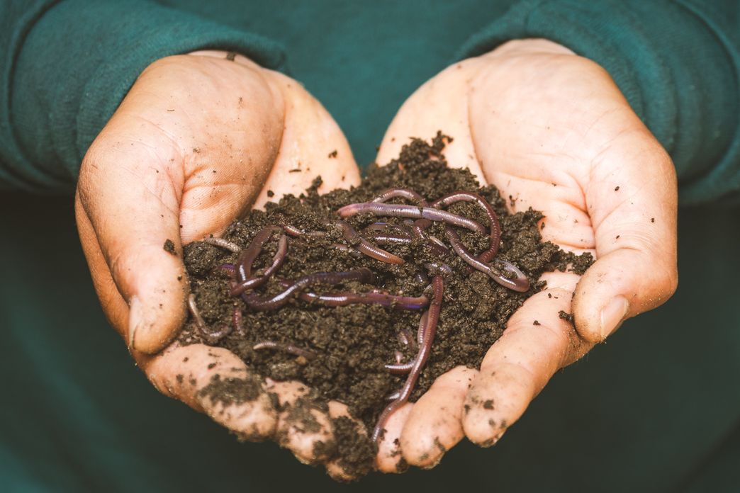 Urban composting: the 101 guide for those who live in a city