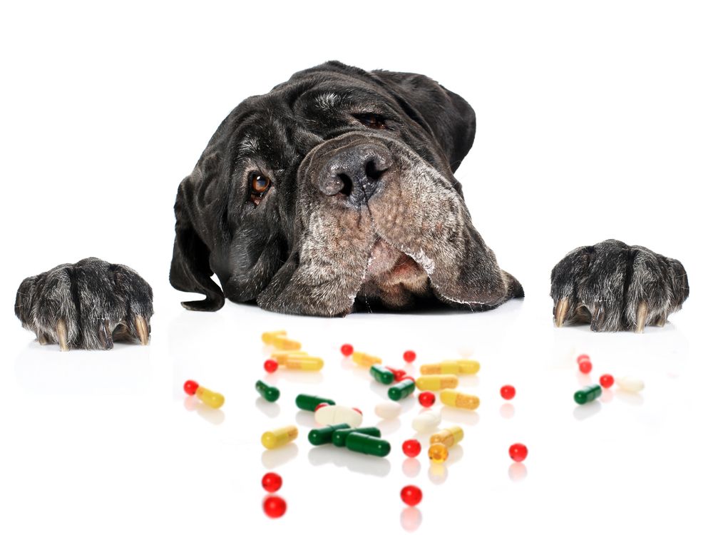 Natural remedies for dog arthritis & joint pain