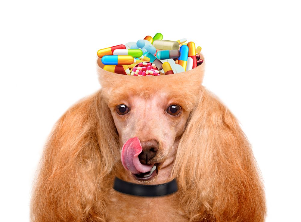Natural remedies for dog arthritis & joint pain