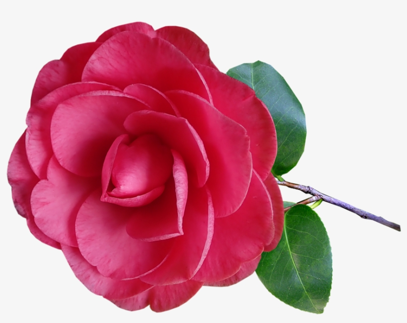 Camellia Carrier Oil - A Guide on Natural Carrier Oils for Your DIY Beauty Products