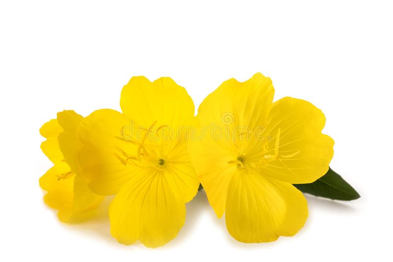 Evening Primrose Carrier Oil - A Guide on Natural Carrier Oils for Your DIY Beauty Products