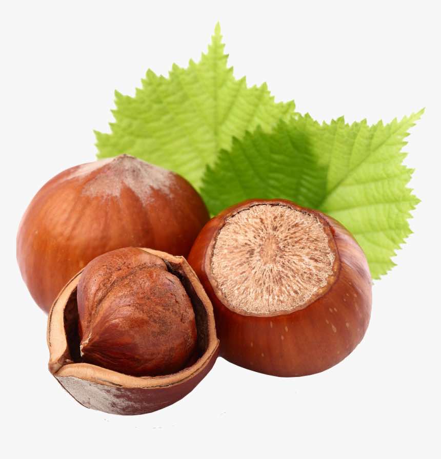 Hazelnut Carrier Oil - A Guide on Natural Carrier Oils for Your DIY Beauty Products