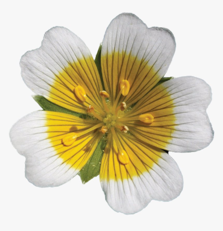 Meadowfoam Carrier Oil - A Guide on Natural Carrier Oils for Your DIY Beauty Products