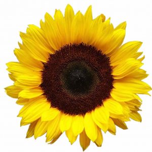 Sunflower Carrier Oil - A Guide on Natural Carrier Oils for Your DIY Beauty Products