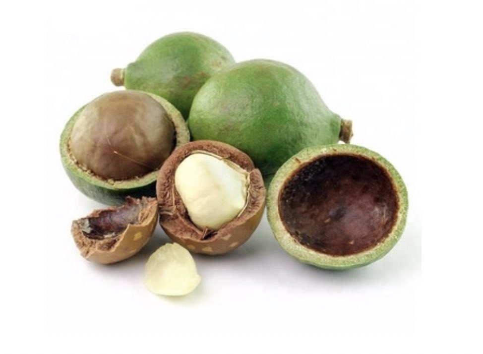 Tamanu Carrier Oil - A Guide on Natural Carrier Oils for Your DIY Beauty Products
