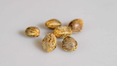 How Modern Cannabis Genetics Are Changing the Way We Think About the Plant
